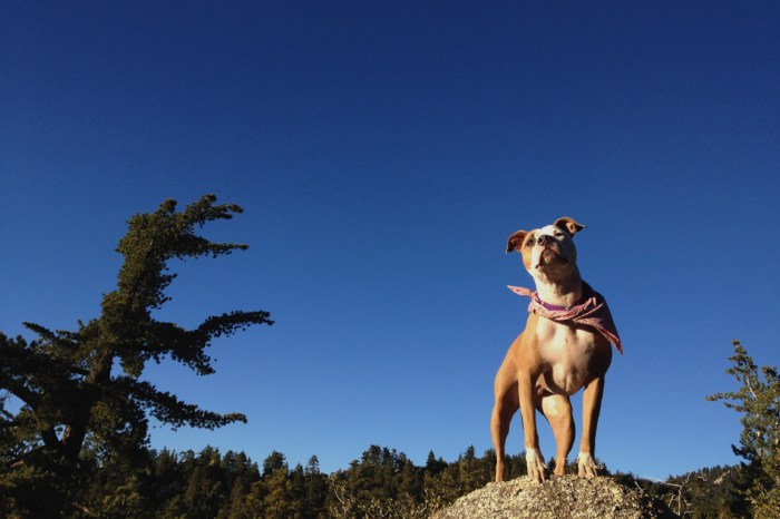 josie idyllwild