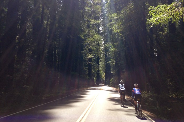 climate ride avenue of the giants
